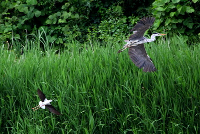 セイタカシギ_170611_東京港野鳥公園_恩田撮影_MG_4673_trim