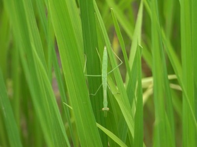 kamakiri