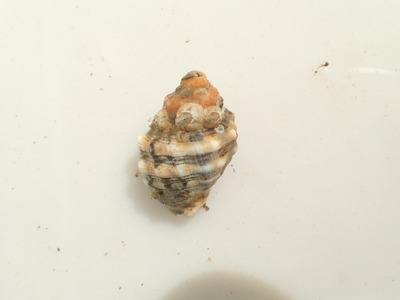 P8120440
