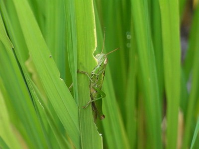inago1