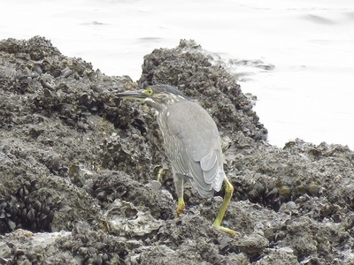 180808_ササゴイ_前浜