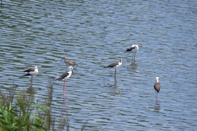 セイタカシギ_アオアシシギ_180803_東京港野鳥公園_古沢撮影_IMG_1642_trim