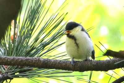 シジュウカラ_170519_東京港野鳥公園_恩田撮影_MG_4034_trim