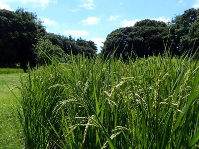 tannbo1