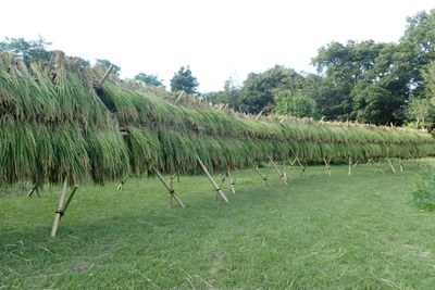 tannbo3