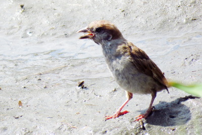スズメ_170809_東京港野鳥公園_古沢撮影_IMG_0171_trim