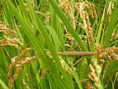 kamakiri
