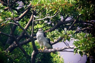 オオタカ_180805_東京港野鳥公園_恩田撮影_P1420147_trim