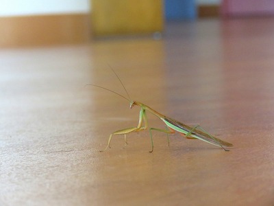 オオカマキリー180819-NC-長縄1