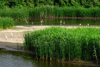 サギ_カモ_170531_東京港野鳥公園_古沢撮影_IMG_0131_trim