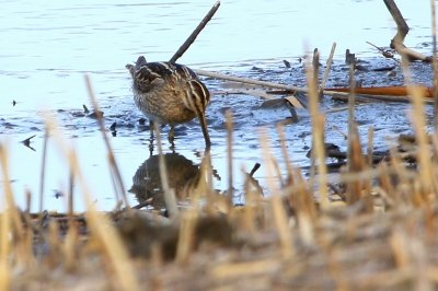 タシギ_190203_東京港野鳥公園_恩田撮影_MG_2154_trim