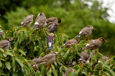 コムクドリ_170916_東京港野鳥公園_恩田撮影_MG_6701_trim