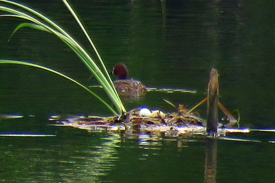 カイツブリ_170531_東京港野鳥公園_古沢撮影_IMG_0134_trim
