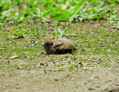 IMG_0207 (1280x996)