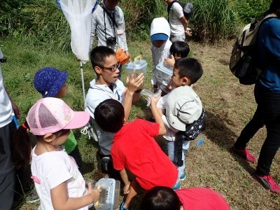 20180923草ぼーぼで虫探し (39)