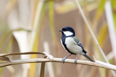 シジュウカラ_181118_東京港野鳥公園_恩田撮影_MG_1183_trim