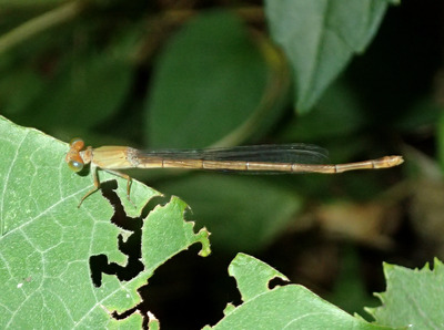 P6220009