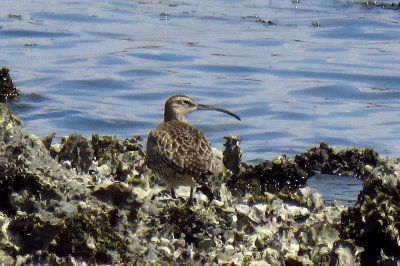 190418_チュウシャクシギ_前浜_古沢撮影