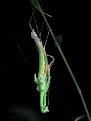 s-カマキリ羽化T