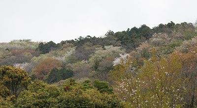 s-モンキチョウの広場から見た桜