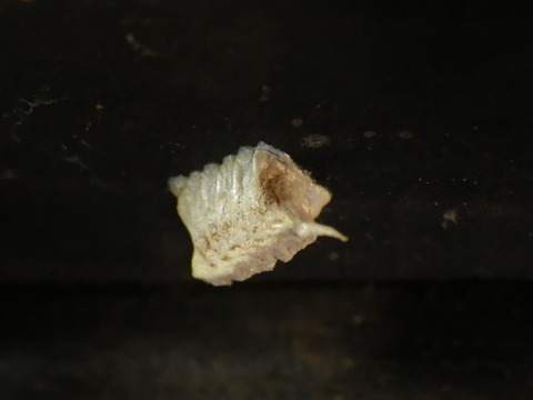 ヒナカマキリ20160122