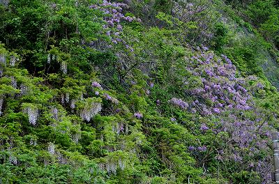 s-DSC_2450