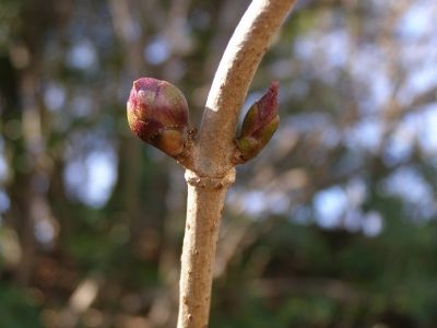 s-ニワトコ冬芽混芽と葉芽20160213タンポポの道10 (3)