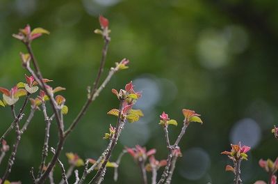 s-DSC_2077
