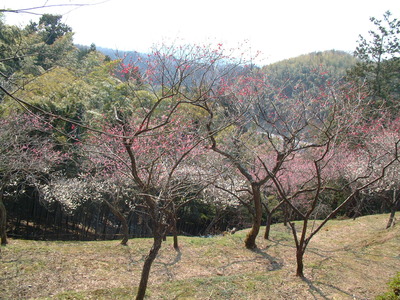DSCF0036