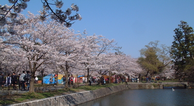 20100424鶴岡公園1