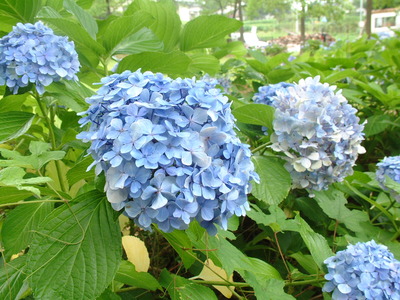 DSCF0219