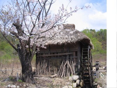 SAKURA