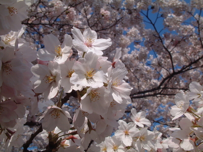 20100424鶴岡公園3
