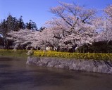 お堀と桜
