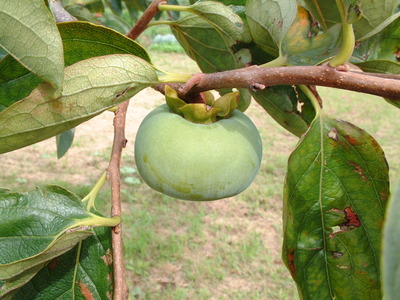 DSCF0446