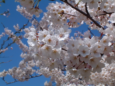 20100426日和山公園3