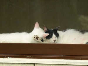 腕枕にゃんこ