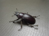 くわがた