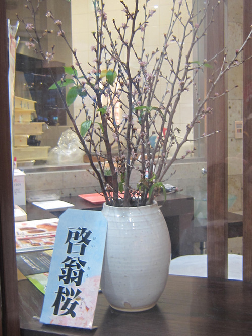 啓翁桜