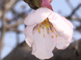 5輪目の桜
