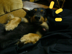 BlogPaint