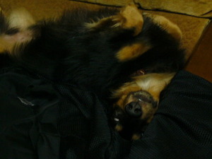 shirome (1)