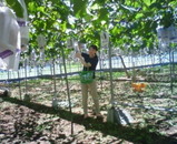 grape