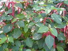 P1010113