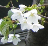 ウラの桜