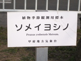 甲府の桜標本木