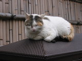 江ノ島にゃんこ