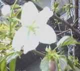 桜一輪