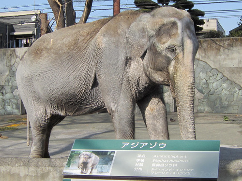 象 はなこ