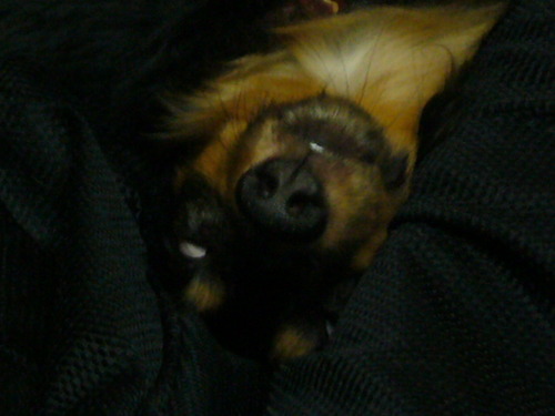 shirome